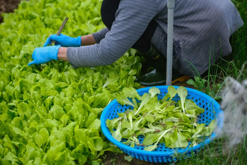 Kỹ thuật viên tại vườn