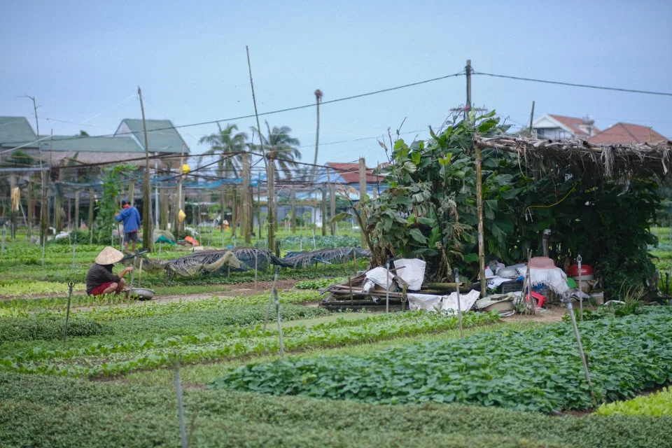 Kỹ thuật viên tại vườn